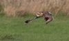 Short-eared Owl at Lion Creek (Jeff Delve) (40994 bytes)