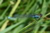 Small Red-eyed Damselfly at Benfleet Downs (Richard Howard) (53042 bytes)