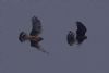Hen Harrier at Wallasea Island (RSPB) (Jeff Delve) (37418 bytes) Hen Harrier at Wallasea Island (RSPB) (Jeff Delve) (37418 bytes)