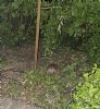 Western Hedgehog at South Fambridge (Paul Baker) (184145 bytes)