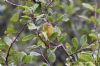 Willow Warbler at Gunners Park (Richard Howard) (94077 bytes)