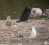 Caspian Gull at Wat Tyler Country Park (Paul Griggs) (88086 bytes)