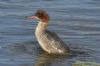 Goosander at Hullbridge (Richard Howard) (70483 bytes)