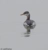 Red-necked Grebe at South Fambridge (Jeff Delve) (52230 bytes) Red-necked Grebe at South Fambridge (Jeff Delve) (52230 bytes)