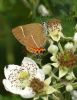 White-letter Hairstreak at Bowers Marsh (RSPB) (Graham Oakes) (78779 bytes)