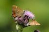 White-letter Hairstreak at Benfleet Downs (Richard Howard) (44805 bytes)