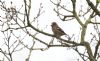 Hawfinch at West Wood (Steve Arlow) (71299 bytes)