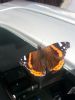 Red Admiral at Highlands Boulevard, Leigh (Paul Griggs) (52511 bytes) Red Admiral at Highlands Boulevard, Leigh (Paul Griggs) (52511 bytes)