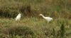 Cattle Egret at Benfleet Creek (Steve Arlow) (161923 bytes) Cattle Egret at Benfleet Creek (Steve Arlow) (161923 bytes)
