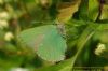 Green Hairstreak at Canvey Wick (Richard Howard) (98941 bytes)