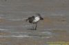 Whimbrel at Potton Creek (Richard Howard) (62644 bytes)