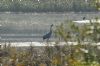 Crane at Wat Tyler Country Park (Richard Howard) (151879 bytes)