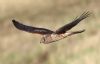 Hen Harrier at Wallasea Island (RSPB) (Jeff Delve) (31043 bytes) Hen Harrier at Wallasea Island (RSPB) (Jeff Delve) (31043 bytes)
