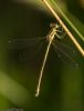 Southern Emerald Damselfly at Canvey Way (Jeff Delve) (34155 bytes)