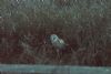 Barn Owl at Wallasea Island (RSPB) (Jeff Delve) (123000 bytes) Barn Owl at Wallasea Island (RSPB) (Jeff Delve) (123000 bytes)