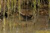 Water Rail at Wat Tyler Country Park (Richard Howard) (160950 bytes)