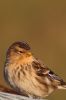 Twite at Wallasea Island (RSPB) (Tim Bourne) (67215 bytes)