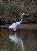 Great White Egret at Vange Marsh (RSPB) (Jeff Delve) (80205 bytes) Great White Egret at Vange Marsh (RSPB) (Jeff Delve) (80205 bytes)