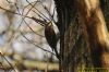 Treecreeper at Thundersley Glen (Richard Howard) (113455 bytes)