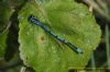 Azure Damselfly at Benfleet Downs (Richard Howard) (83892 bytes)