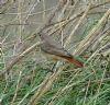 Redstart at Two Tree Island (West) (Jeff Saward) (146368 bytes)