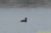 Velvet Scoter at River Roach (Richard Howard) (38675 bytes)