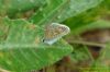 Common Blue at Paglesham Churchend (Richard Howard) (94052 bytes)