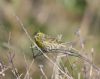 Serin at Gunners Park (Paul Griggs) (48467 bytes)