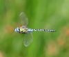 Southern Migrant Hawker at Bowers Marsh (RSPB) (Graham Oakes) (33521 bytes)