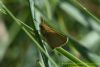 Essex Skipper at Benfleet Downs (Richard Howard) (45972 bytes)