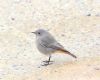Black Redstart at Gunners Park (Paul Griggs) (80221 bytes) Black Redstart at Gunners Park (Paul Griggs) (80221 bytes)
