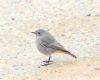 Black Redstart at Gunners Park (Paul Griggs) (80221 bytes)