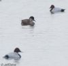 Red-crested Pochard at Paglesham Lagoon (Jeff Delve) (53294 bytes) Red-crested Pochard at Paglesham Lagoon (Jeff Delve) (53294 bytes)