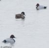 Red-crested Pochard at Paglesham Lagoon (Jeff Delve) (53294 bytes)