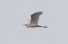 Great White Egret at Wallasea Island (RSPB) (Jeff Delve) (152597 bytes) Great White Egret at Wallasea Island (RSPB) (Jeff Delve) (152597 bytes)