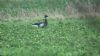 Black Brant at South Fambridge (Paul Baker) (58635 bytes)