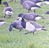 Barnacle Goose at South Fambridge (Paul Baker) (137871 bytes)