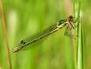 Scarce Emerald Damselfly at Bowers Marsh (RSPB) (Graham Oakes) (60391 bytes)