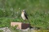 Wheatear at Fleet Head (Richard Howard) (64005 bytes)