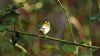 Firecrest at Hockley Woods (Steve Arlow) (36784 bytes) Firecrest at Hockley Woods (Steve Arlow) (36784 bytes)