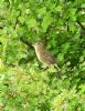 Grasshopper Warbler at Wakering Stairs (Graham Oakes) (142552 bytes) Grasshopper Warbler at Wakering Stairs (Graham Oakes) (142552 bytes)