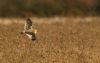 Short-eared Owl at West Canvey Marsh (RSPB) (Steve Arlow) (44045 bytes) Short-eared Owl at West Canvey Marsh (RSPB) (Steve Arlow) (44045 bytes)