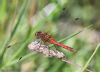 Ruddy Darter at Canvey Way (Jeff Delve) (59934 bytes)