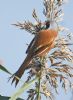 Bearded Tit at Bowers Marsh (RSPB) (Graham Oakes) (92716 bytes)