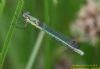 Scarce Emerald Damselfly at Canvey Way (Richard Howard) (40060 bytes)