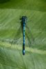 Azure Damselfly at Vange Marsh (RSPB) (Mike Bailey) (67479 bytes)