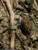 Treecreeper at Hockley Woods (Jeff Delve) (153771 bytes) Treecreeper at Hockley Woods (Jeff Delve) (153771 bytes)