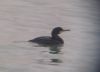 Shag at Southend Pier (Don Petrie) (23225 bytes)