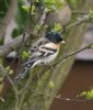 Brambling at Canewdon (Jeff Delve) (60157 bytes)