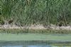 Water Rail at Bowers Marsh (RSPB) (Richard Howard) (108311 bytes)